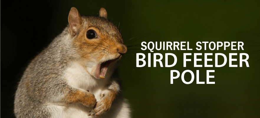 squirrel-stopper-feeder-reviews