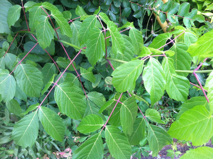 How To Identify Poison Ivy