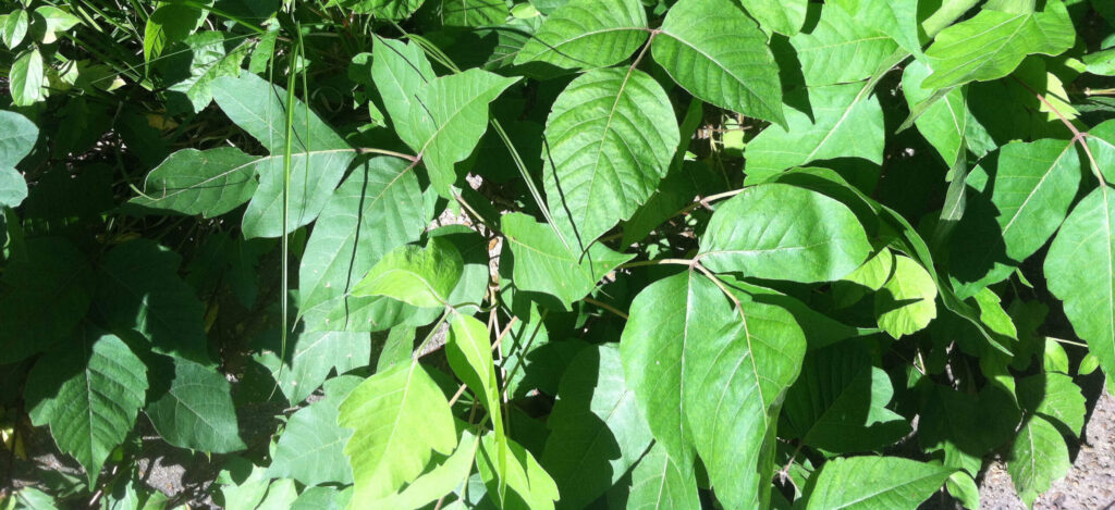 Poison ivy leaves