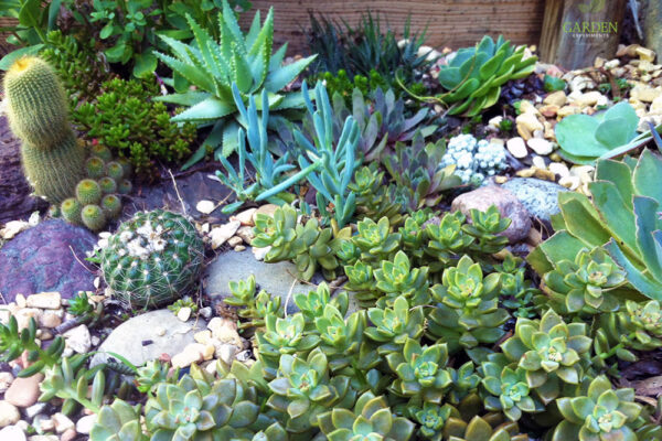 My rock garden