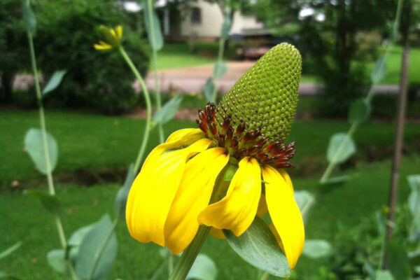 Giant coneflower