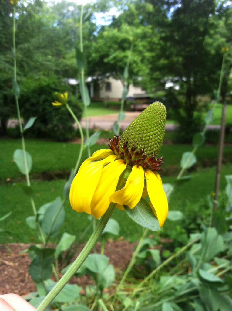 Giant coneflower