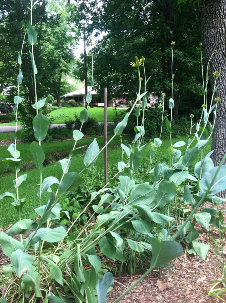 Giant coneflower