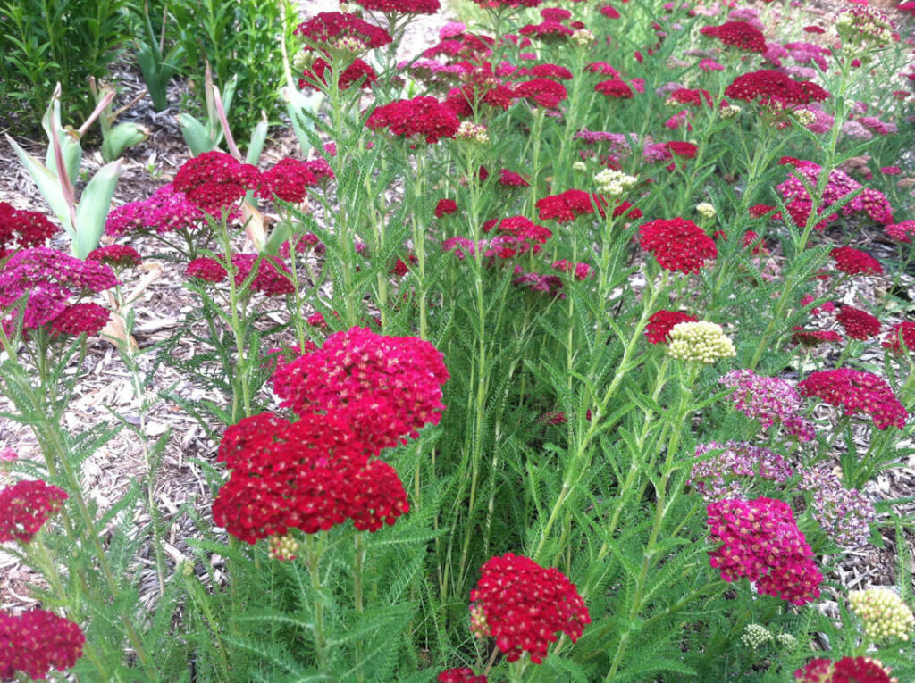 Red yarrow flowers