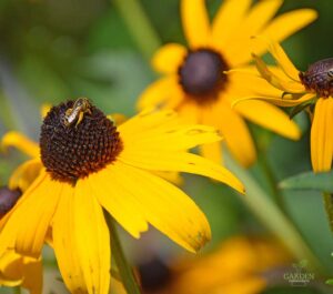 Honeybee on a black-eyed Susan flower