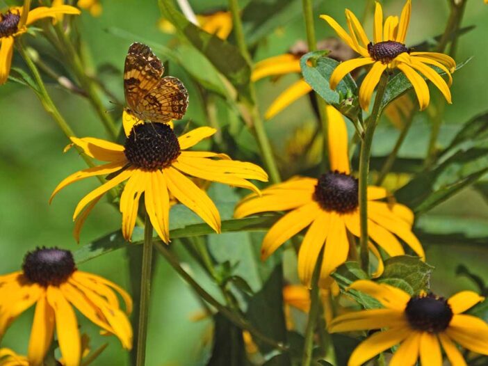 Black-eyed Susan flowers with a butterfly feeding on one flower