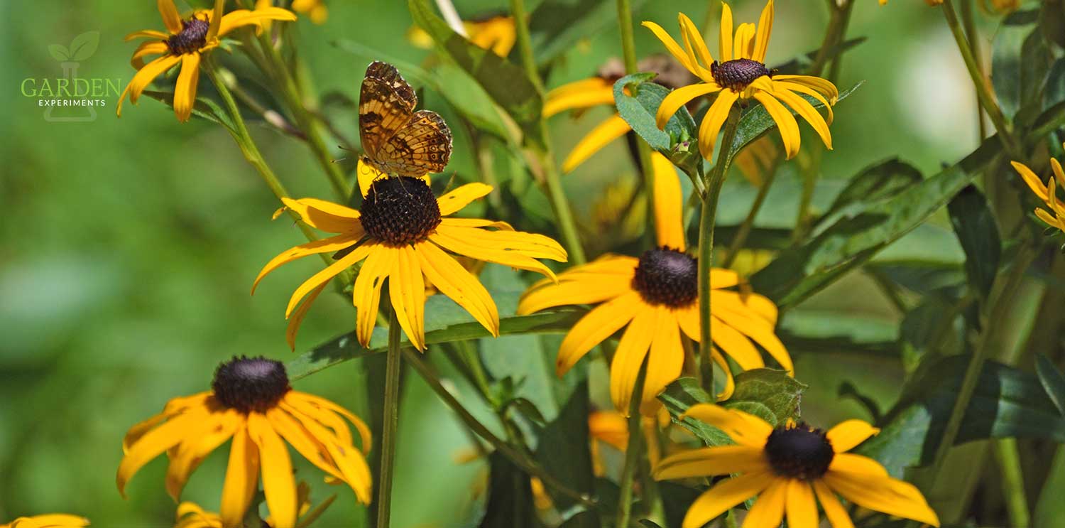 Black-eyed Susan flowers with a butterfly feeding on one flower