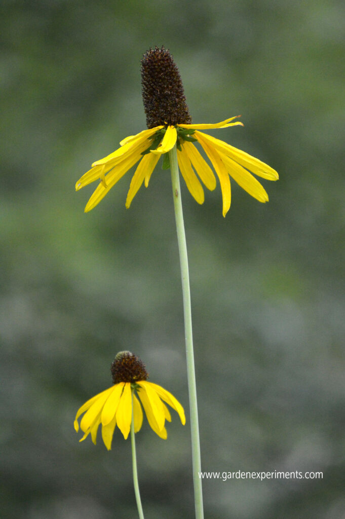 Giant coneflower