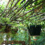 Pots hanging from the arbor