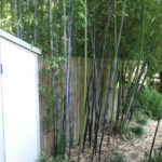 Purple bamboo