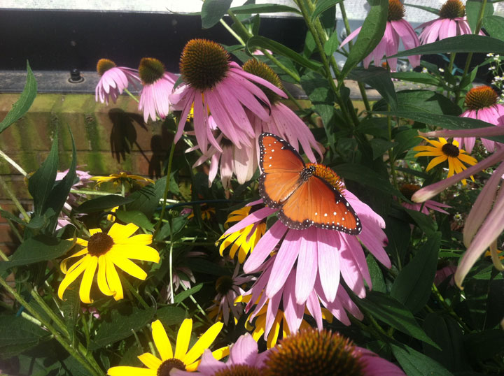 Hershey Gardens Butterfly House