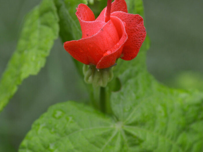 Turks Cap