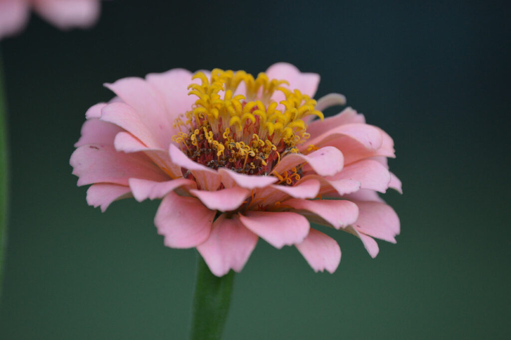 Pink zinnia flower which provides food to butterflies