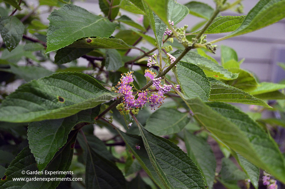 Beautyberry Flowers