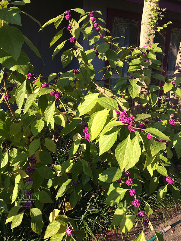 Beautyberry in late summer