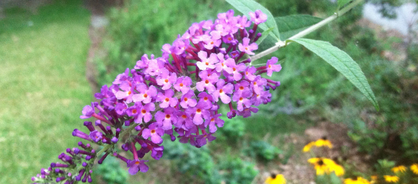 Butterfly Bush Buddleia spp. (Buddleja)