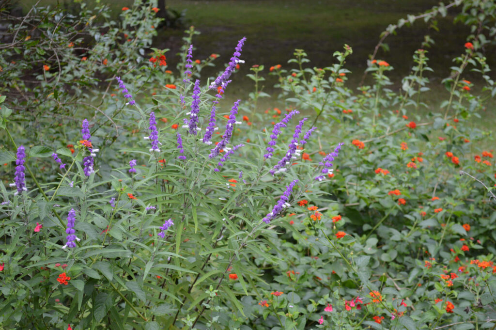 Mexican Salvia with Orange-Red Lantana