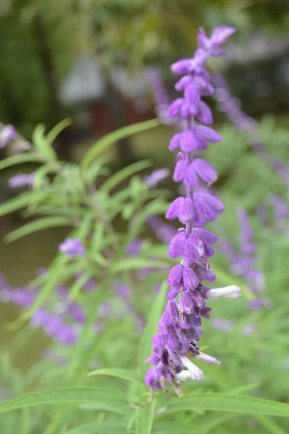 Mexican Salvia Flower