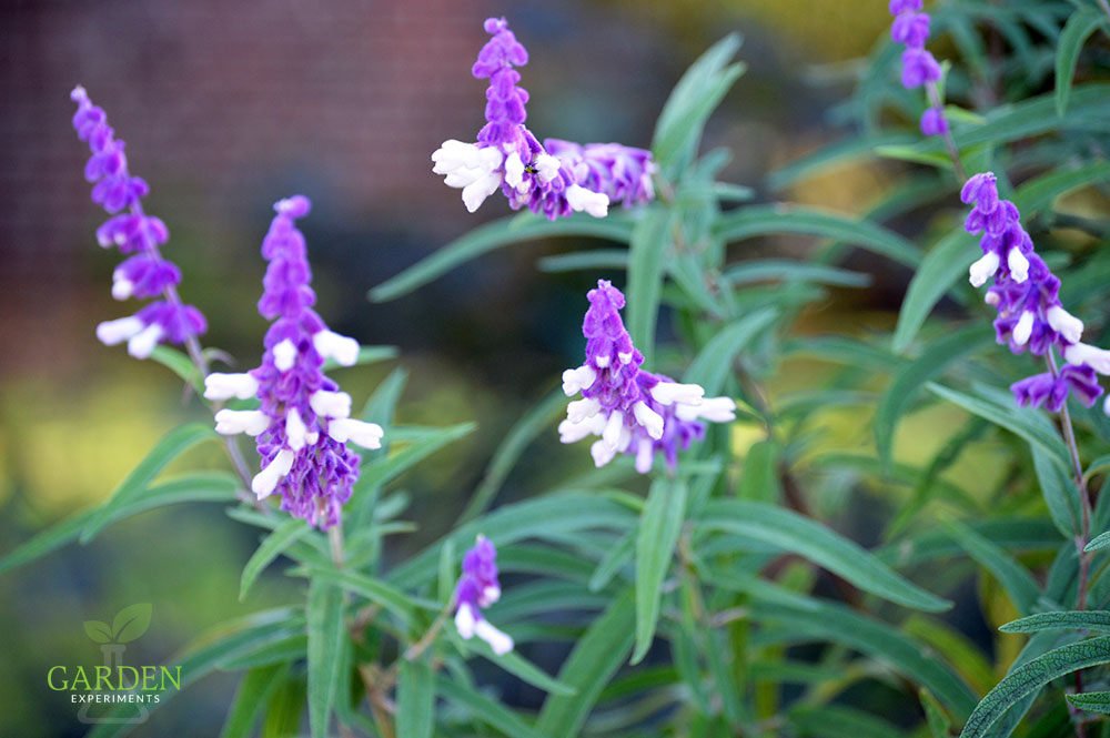 Purple Mexican salvia flowers bloom in the fall