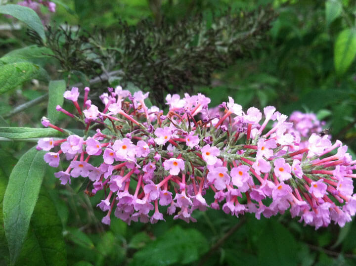 Pink Butterfly Bush