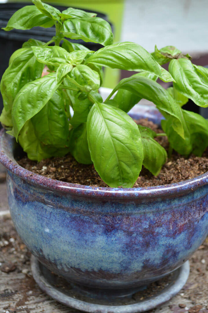Potted Basil