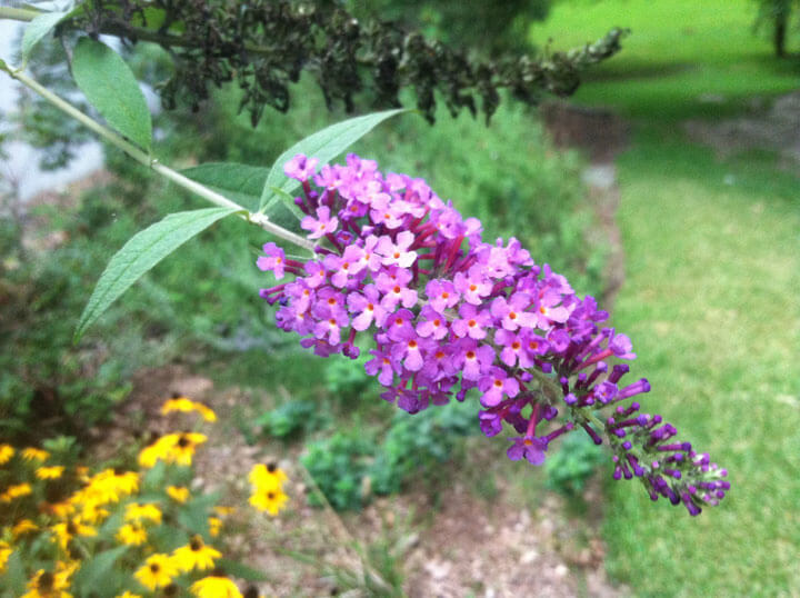 Purple Butterfly Bush
