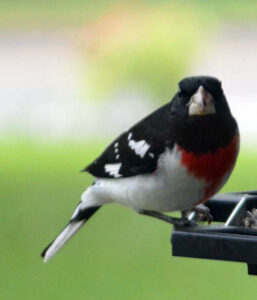 Rose-breasted grosbeak