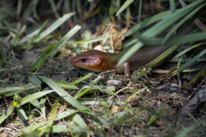 Broad headed skink