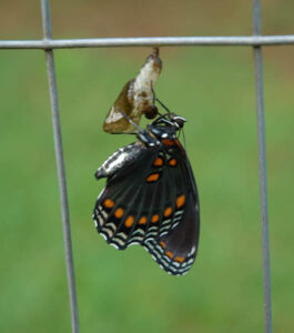 Butterfly emerging from cocoon
