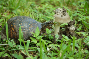 Turtle eating mushroom