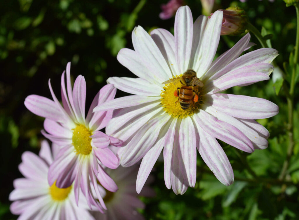 Honey Bee on Sheffield Mum