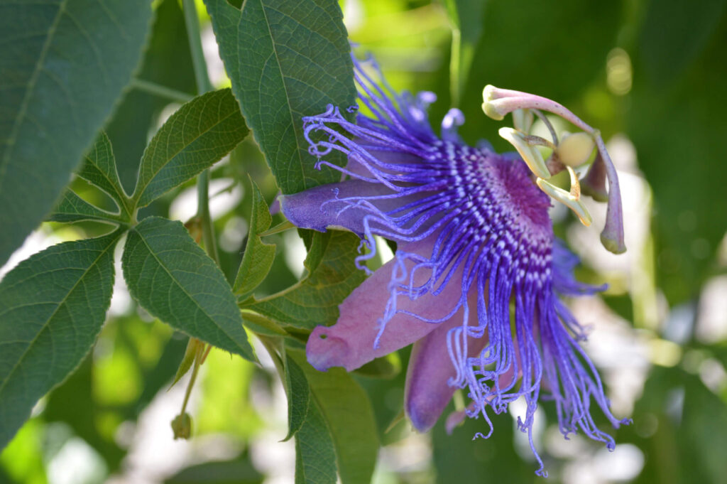 Purple passionflower vine is both a host and food plant for butterflies