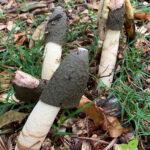 Group of stinkhorn mushrooms growing from wood chips