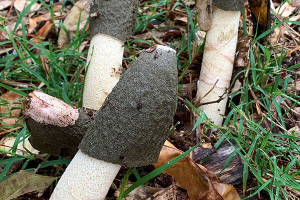 Group of stinkhorn mushrooms growing from wood chips