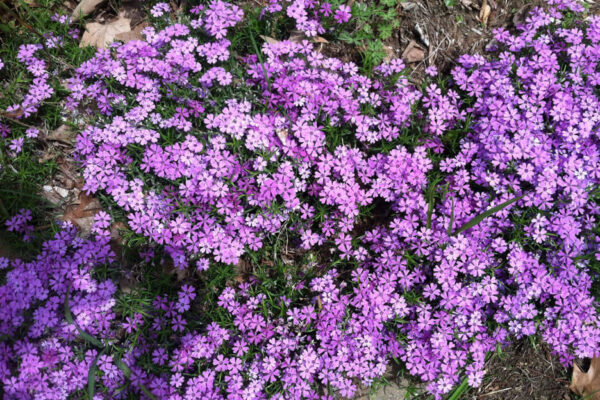 Creeping phlox