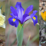 Guide to Planting Spring Blooming Bulbs