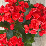 Red Rieger Begonia plant with lots of blooms