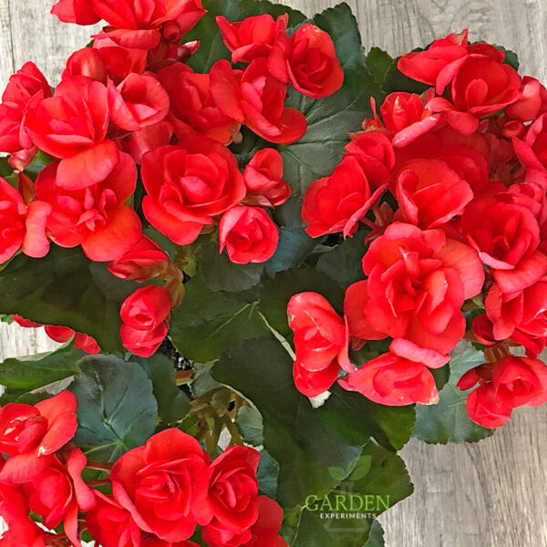 Red Rieger Begonia plant with lots of blooms