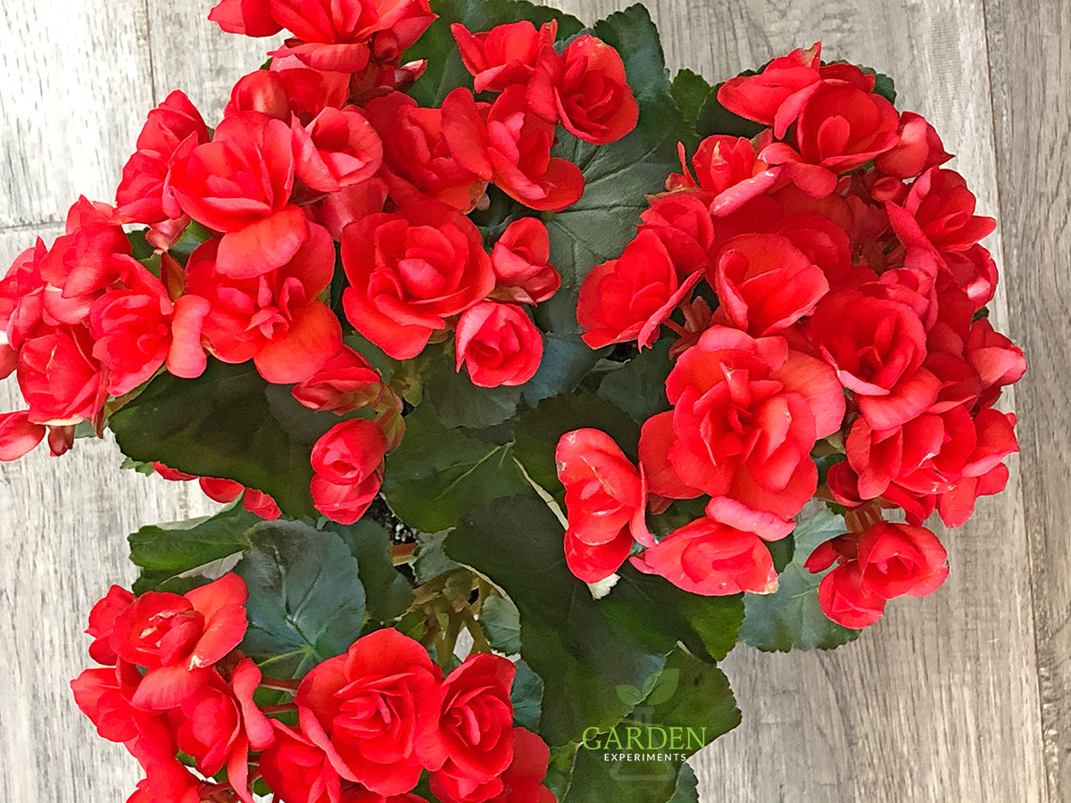 Red Rieger Begonia plant with lots of blooms
