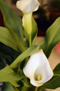 Calla lilies