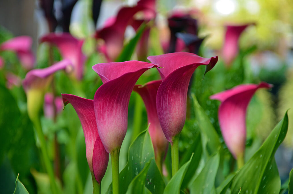 Maroon calla lily plants