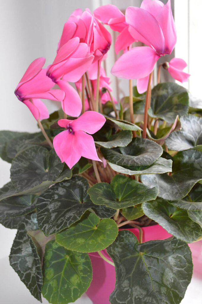 The 5 Best Valentine's Day Flowering Plants For Your Gardener