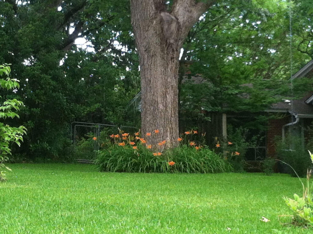 Daylilies make a nice border around the tree but require a decent amount of sun