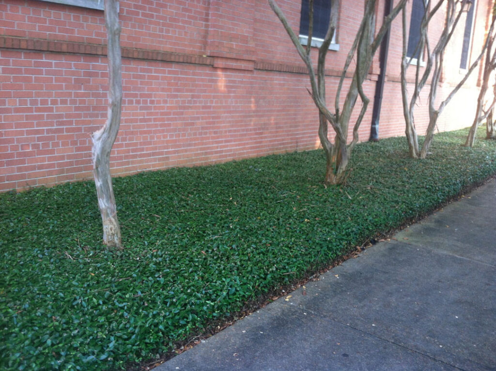 This groundcover only works when planted in a stand alone bed.