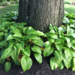 These hostas look great - but you'd have to have decent soil and adequate water