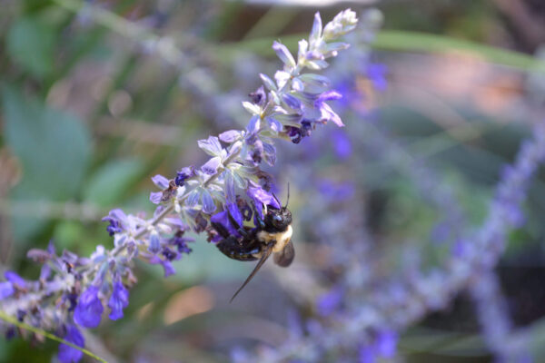 Bumblebee feeding on nectar from a purple salvia