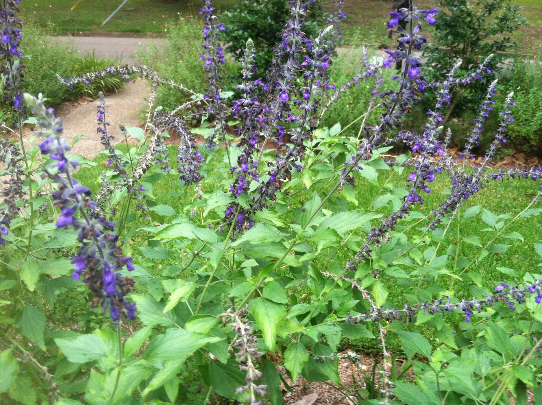 Indigo spires salvia