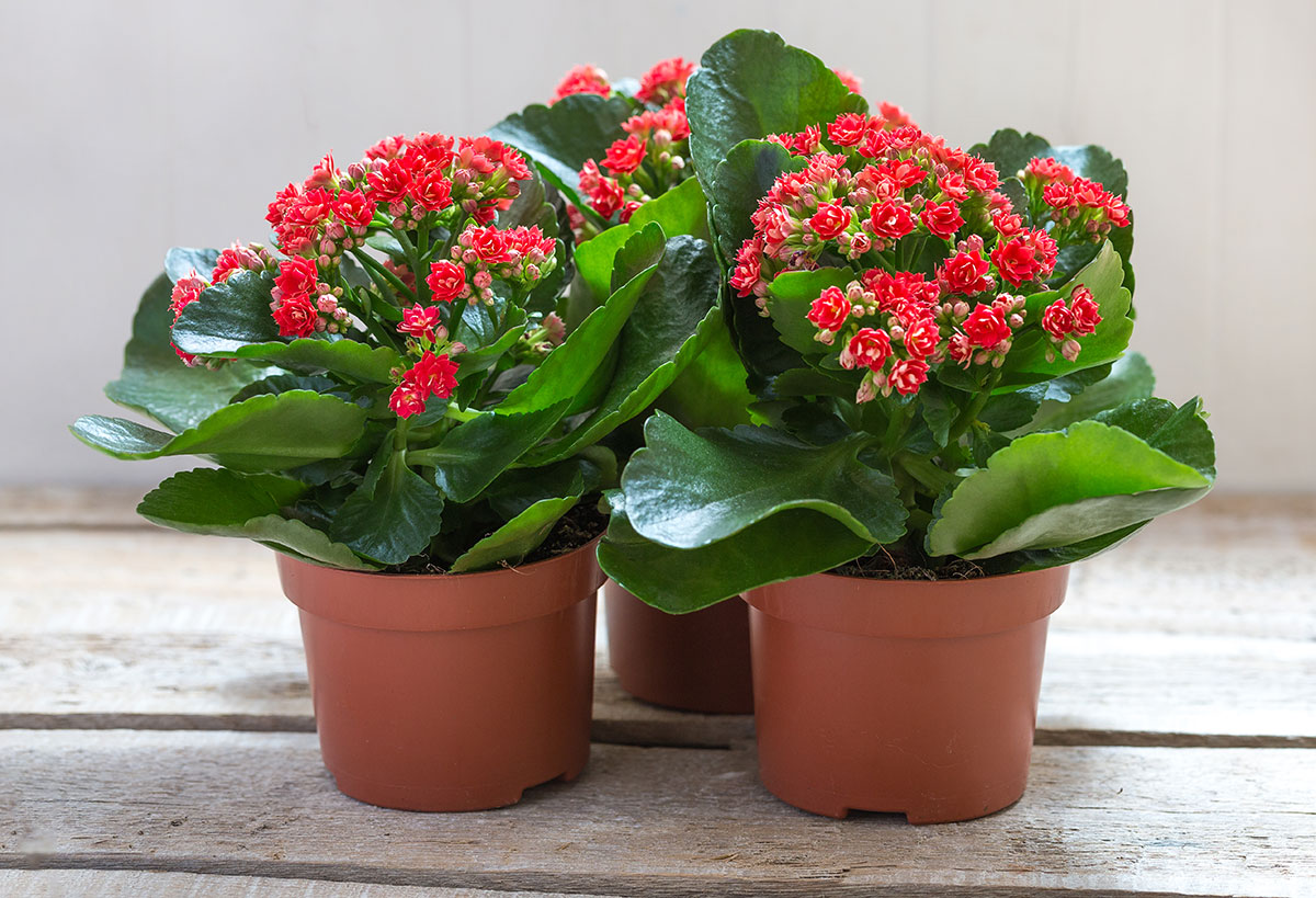 Kalanchoe plants with red flowers in brown pots on a wooden table