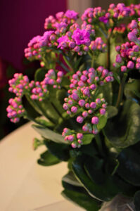 Kalanchoe plant with pink flowers