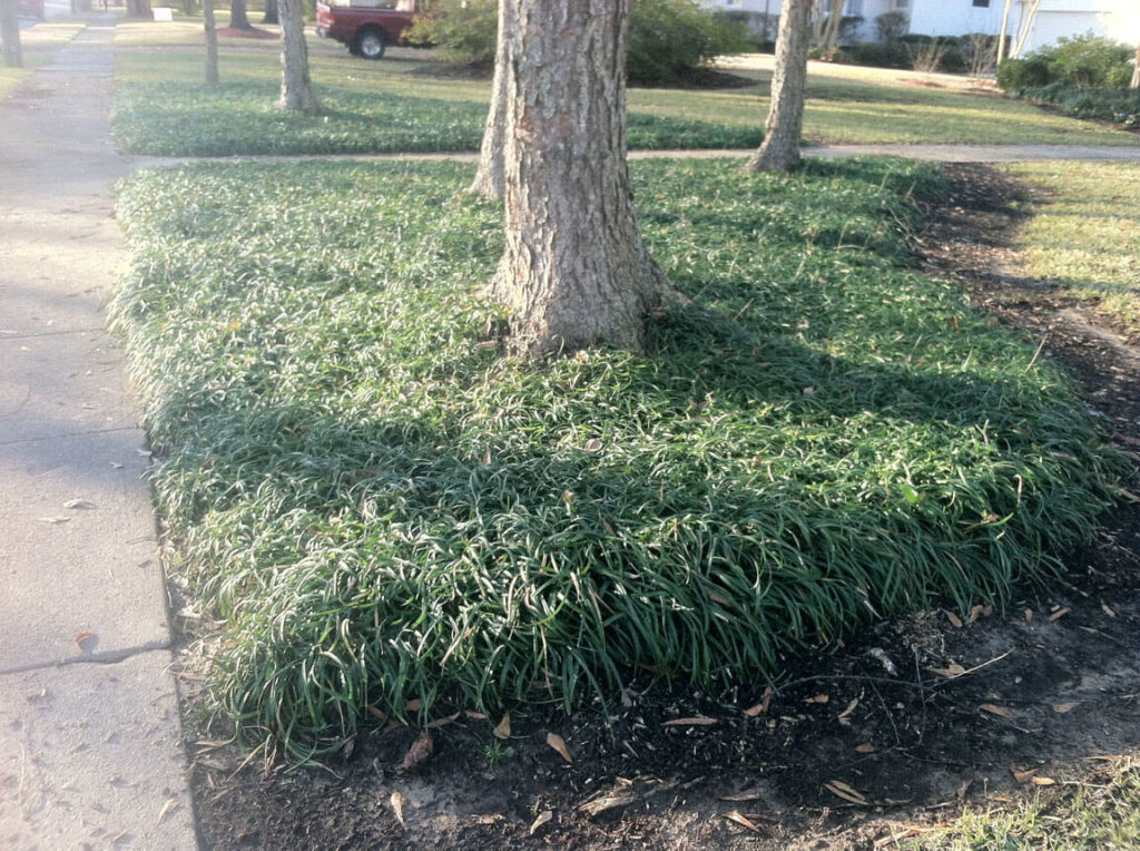 The liriope creates a nice edge and border, but it is not recommended to be planted in mass with other plants.